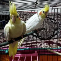 عروس هلندی دستی با قفس