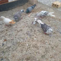 سه جفت کفتر خوب به شرط