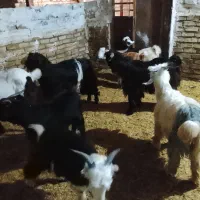 10عدد بز و بزغاله نر|حیوانات مزرعه|بروجرد, |دیوار