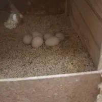 جفت عروس هلندی مولد کلکسیونی با 6تا تخم ‌و لوازم