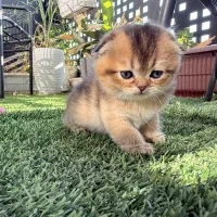 اسکاتیش فولد گلد