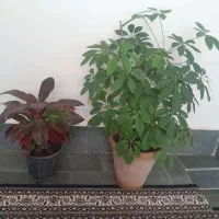 گل های آپارتمانی شاداب و سرحال