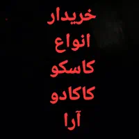 کاسکو کاکادو آرا شاه طوطی در محل