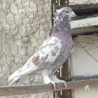 یک تعداد کبوتر پرشی همه به شرط بفروش میرسد