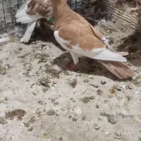 جفت گرفتی نر مست مست|پرنده|شوشتر, |دیوار