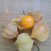 نهال فیسالیس