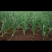 سیر سلف فروشی