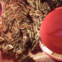 دستگاه جوجه کشی تمام اتوماتیک|لوازم جانبی حیوانات|شیراز, سرو|دیوار