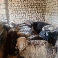 بره چاق و پرواری سبک