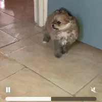 توله پامرانین|سگ|شاهینشهر, خانه کارگر|دیوار