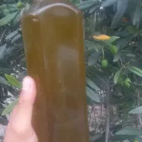 روغن زیتون طارم و رودبار