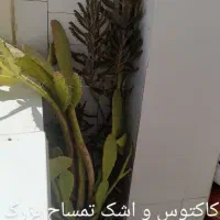 گل‌های طبیعی زیبا و بزرگ قیمت توافقی|گل و گیاه طبیعی|محمدشهر, شهرک پیام (مهرالبرز)|دیوار