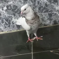 طوقی هفت رنگ|پرنده|مسجد سلیمان, |دیوار