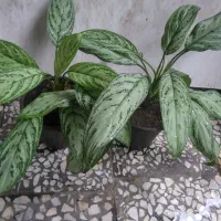 یوکاهای سرسبز|گل و گیاه طبیعی|رشت, عینک|دیوار