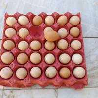 تخم مرغ محلی(بومی)تک زرده و دوزرده|خوردنی و آشامیدنی|اصفهان, خانه اصفهان|دیوار