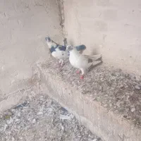 کبوتر آذربایجان