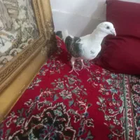 گراف|پرنده|مشهد, علی آباد|دیوار