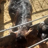 بز کهره دار دوقلوزا و۴راس میش  وشیشک رومایه