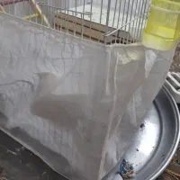 عروس هلندی همراه قفس