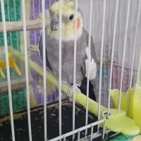 سلام دوتا عروس هلندی سالم سر حال جفت هستن|پرنده|نیشابور, بزرگمهر|دیوار