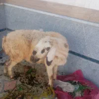 گوسفند|حیوانات مزرعه|شیراز, ده پیاله|دیوار