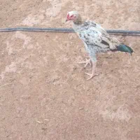 جوجه خروس لاری