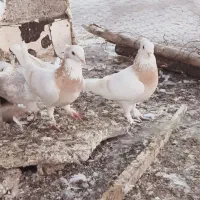 ۲عدد کبوتر نوک قناری