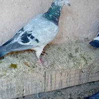 کفتر بوم معاوضه و فروش|پرنده|چناران, |دیوار