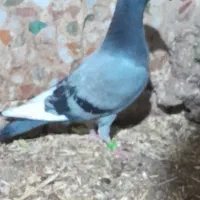 کبوتر جوجه پلاکی|پرنده|دزفول, |دیوار