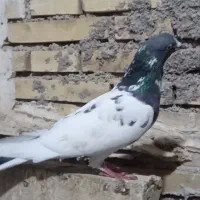 کبوتر گرفتنی خوب
