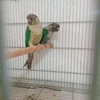 فروش جفت مولد تراکوئیس