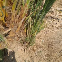 شادگان روستای دریسیه|گل و گیاه طبیعی|شادگان, |دیوار