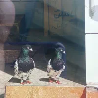 مدارک گمشده به نام مهدی رضوانی فرد