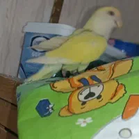 یک جفت کوتوله|پرنده|زهک, |دیوار