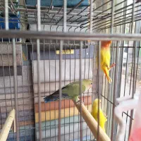 ۳عدد طوطی برزیلی،