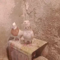 هفرنگ دوم سفید
