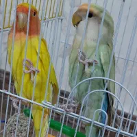 یه جفت عروس هلندی و یه جفت کوتوله برزیلی