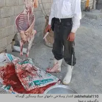 قصاب سیار کشتار دام گوساله وگوسفند درمحل شما|خدمات پذیرایی، مراسم|هشتگرد, |دیوار