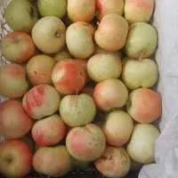 بهاره سیب شیرین