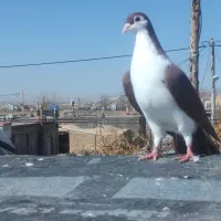 طاقدم سرخ نر پرشی