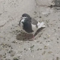 توجه توجه کبوتر خوش رنگ|پرنده|اقلید, |دیوار