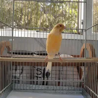 قناری بخون|پرنده|تهران, جی|دیوار