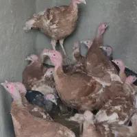 بوقلمون ۵ماه