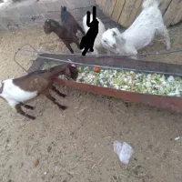 فروش سه عدد کره