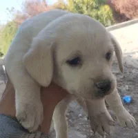 توله پاپی 500 تومن|سگ|خمینی‌شهر, |دیوار