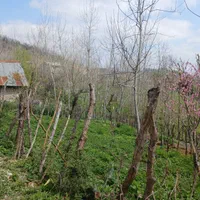 زمین مسکونی در بهشت گیلان معاوضه با خودرو|فروش زمین و ملک کلنگی|اطاقور, |دیوار