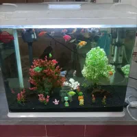 آکواریوم AQUA