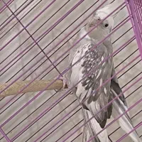 واگذاری رایگان عروس هلندی ماده و معاوضه