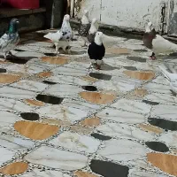 6طوقی نر|پرنده|بندر امام خمینی, |دیوار