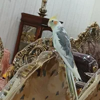 عروس هلندی|پرنده|کرج, کیانمهر|دیوار